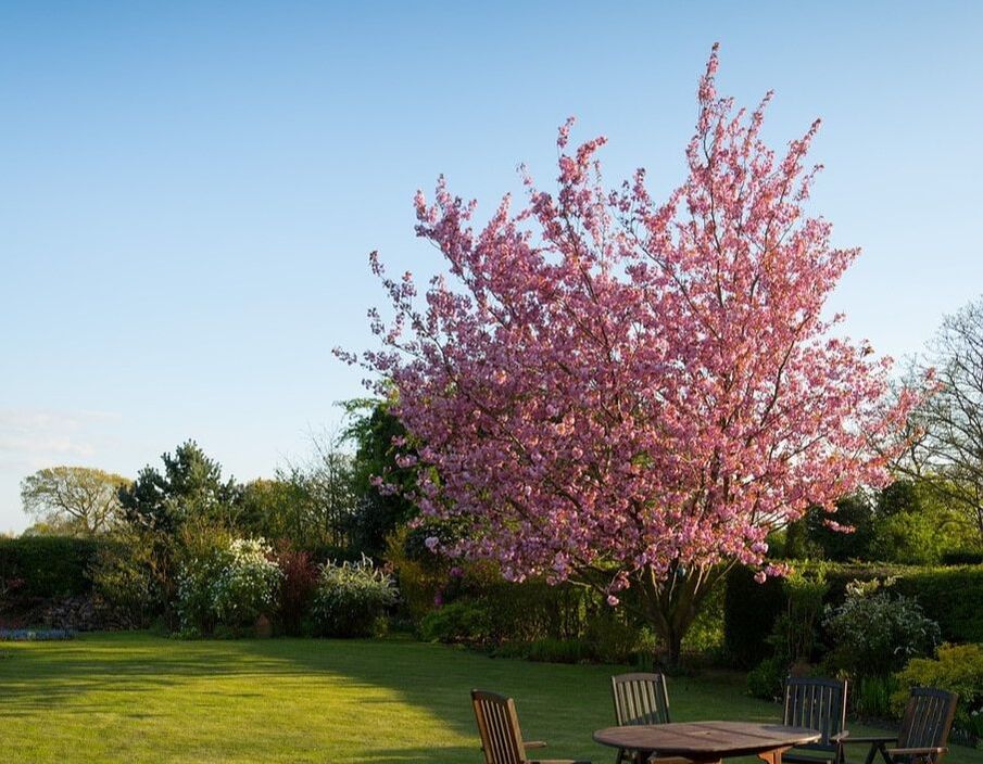 A pink flowering tree in a bright green lawn