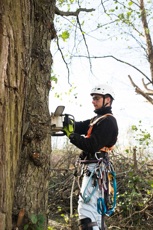 An arborist outfitted in tree cutting gear climbing a large tree
