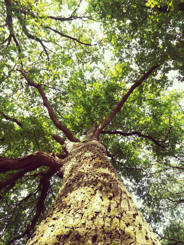 A healthy tree canopy