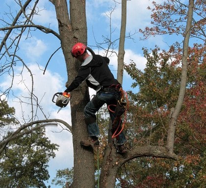 A man cutting branches off of a tree with a chainsaw in Roseville, CA