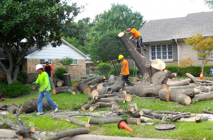 A large team of tree workers felling a tree in a front yard