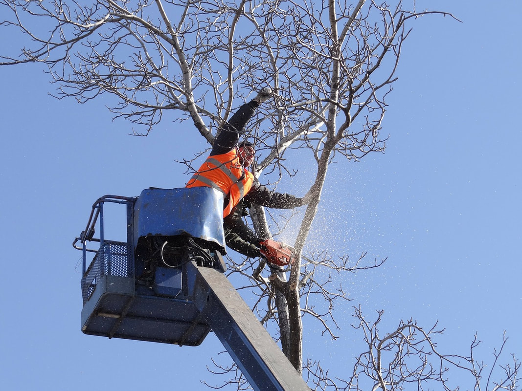 Tree health experts trimming branches from the top of a tree while in a crane