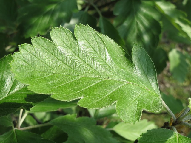 A close up of a healthy green oak leaf