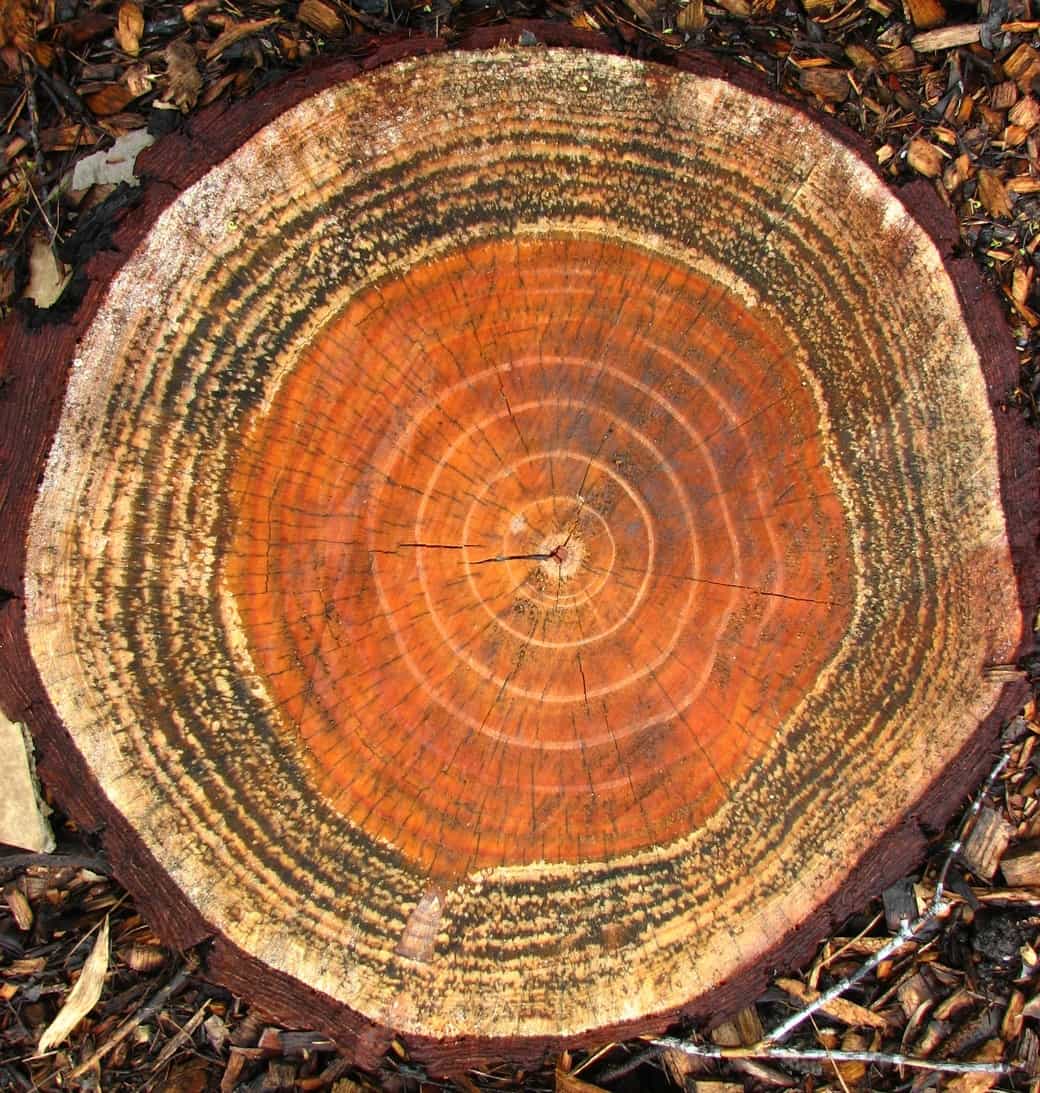 A red and orange stump