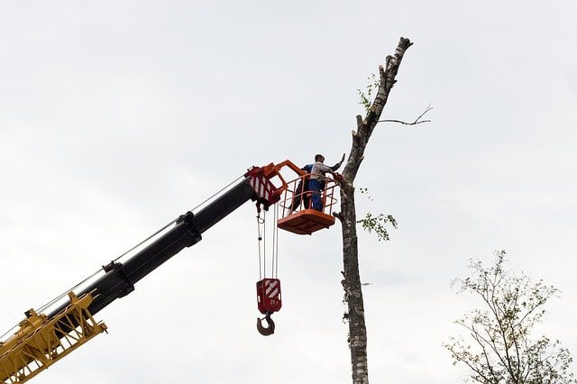 A crane lifting two tree care experts to the top of a tree