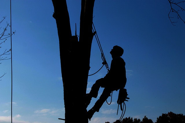Man climbing tree to trim it